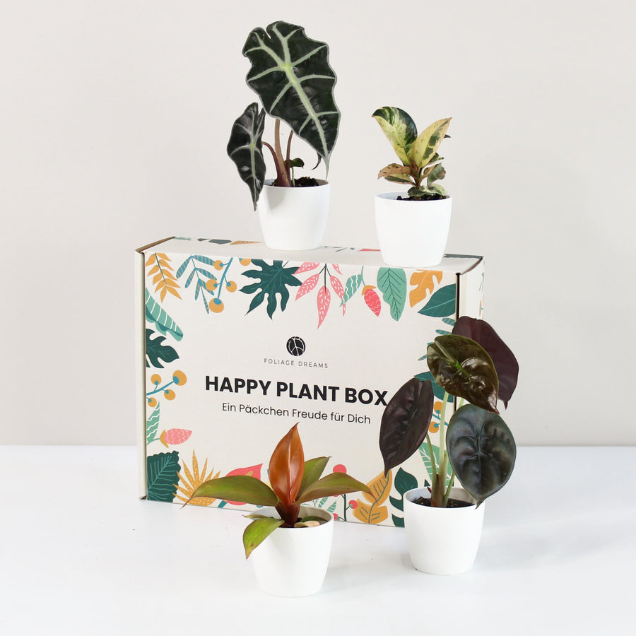Happy Plant Box – Foliage Dreams