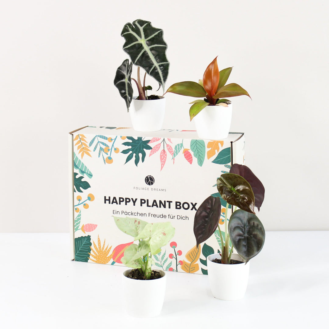 Happy Plant Box - Tropic Vibes Foliage Dreams