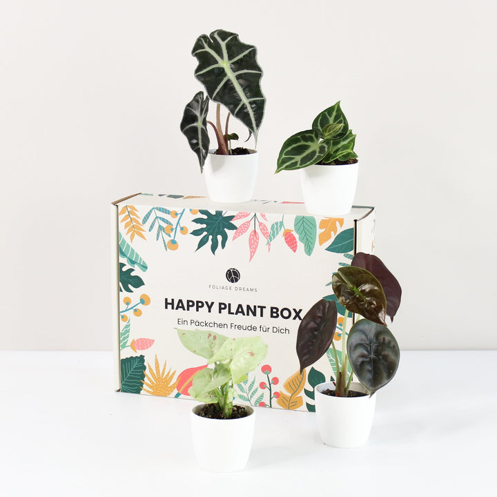 Happy Plant Box - Tropic Vibes - Geschenk Foliage Dreams