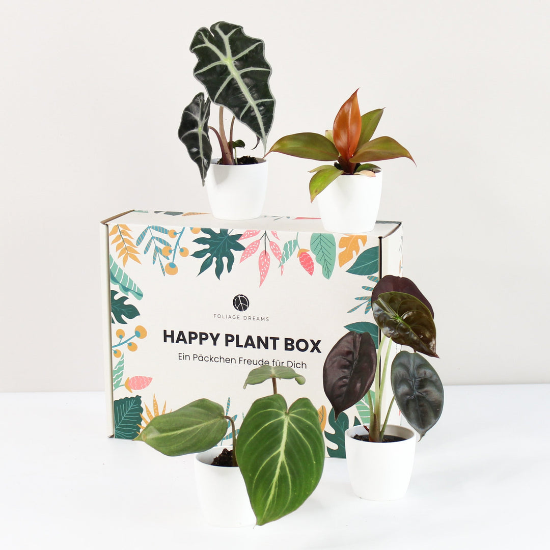 Happy Plant Box - Tropic Vibes - Geschenk Foliage Dreams