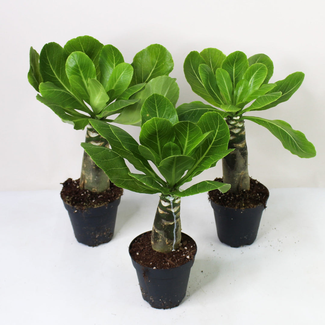 Hawaii palm 'Brighamia insignis' 'M Hawaii palm 'Brighamia insignis' 'M