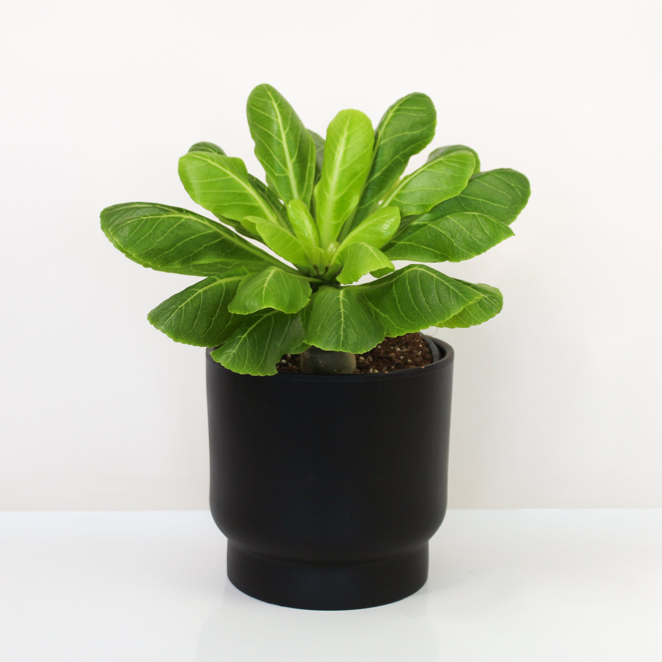 Hawaii Palme (Birghamia insignis) – Foliage Dreams