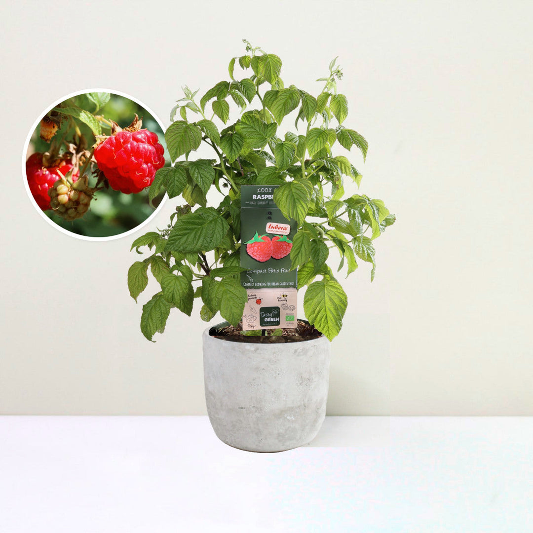 Himbeere - Rubus Low.® 'Little Sweet Sister'® Bio Foliage Dreams