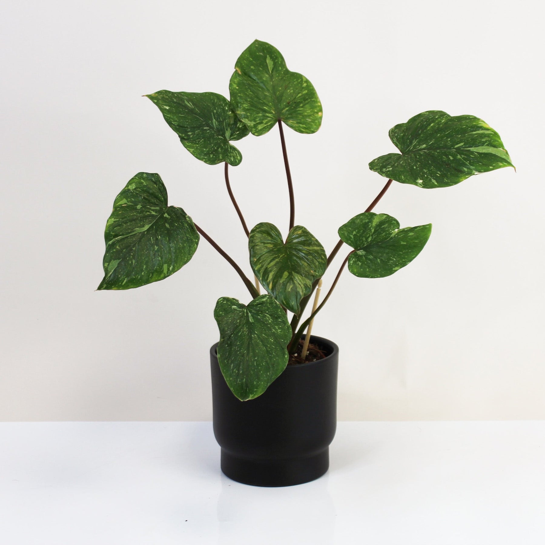 Homalomena Rubescens Stardust Variegata – Foliage Dreams