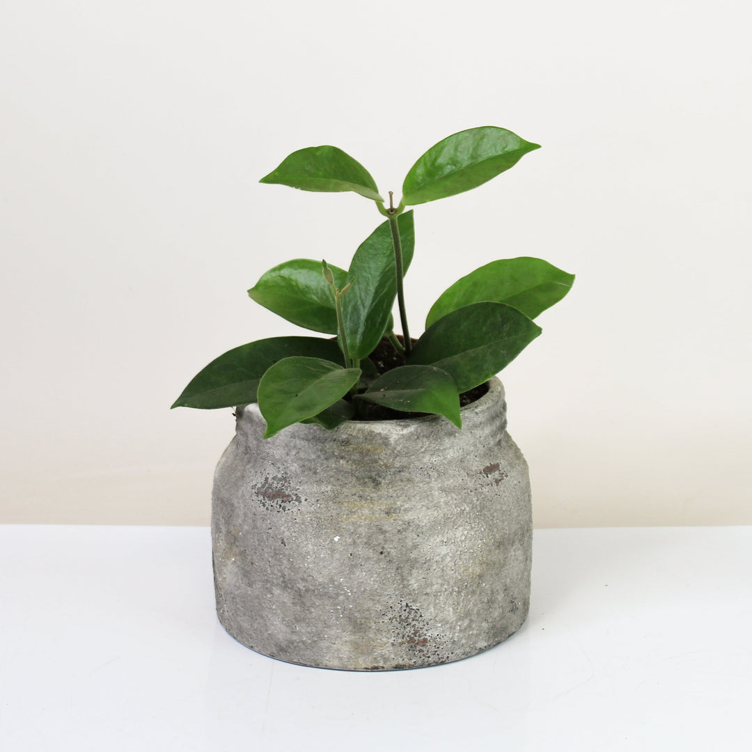 Hoya Albiflora Foliage Dreams