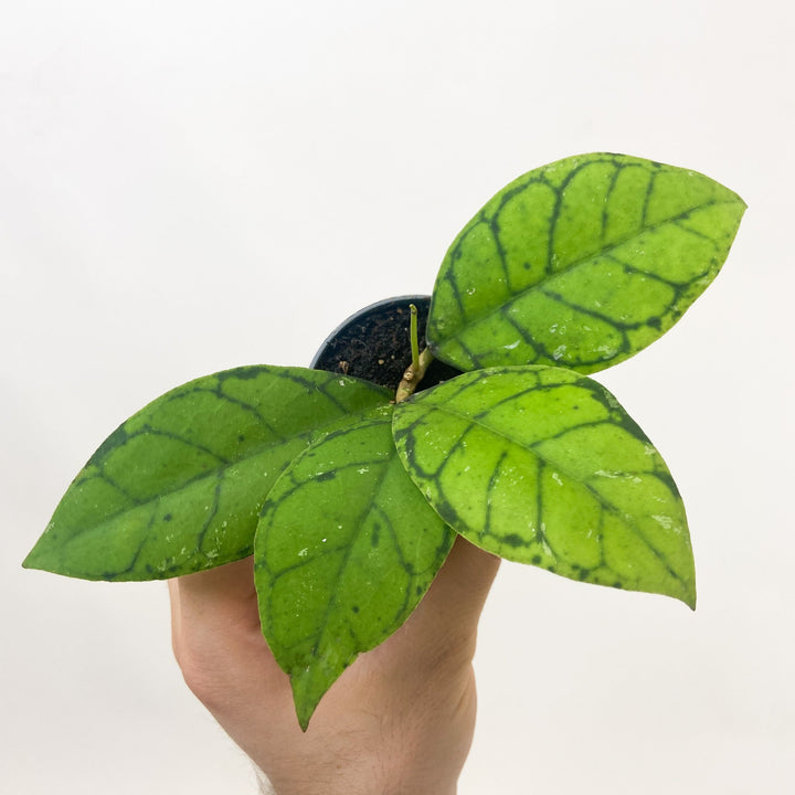 Hoya Callistophylla - Babypflanze Foliage Dreams