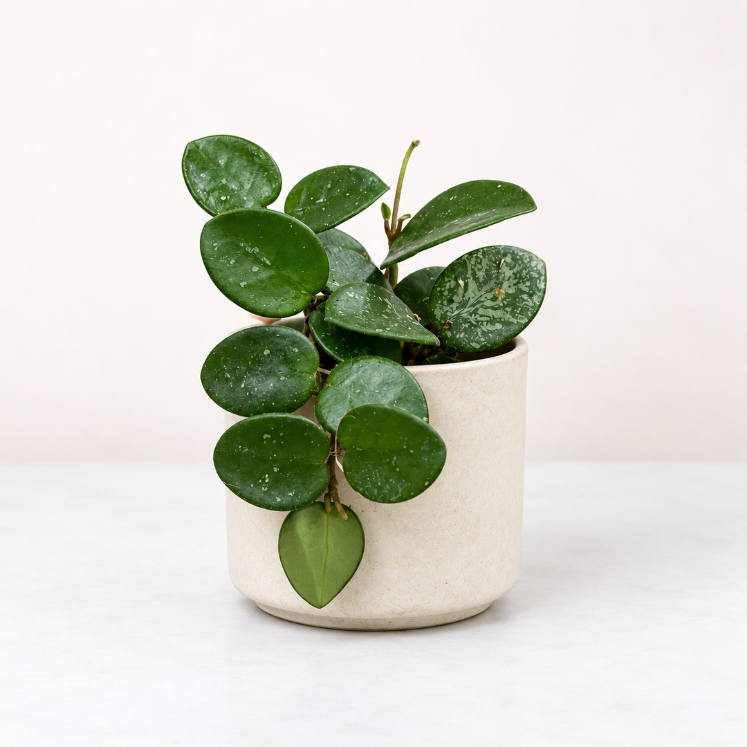 Hoya cv. Mathilde Splash - Babypflanze Foliage Dreams