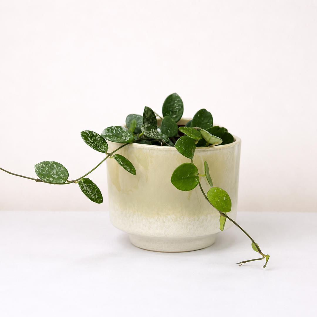Hoya cv. Mathilde Splash M Foliage Dreams