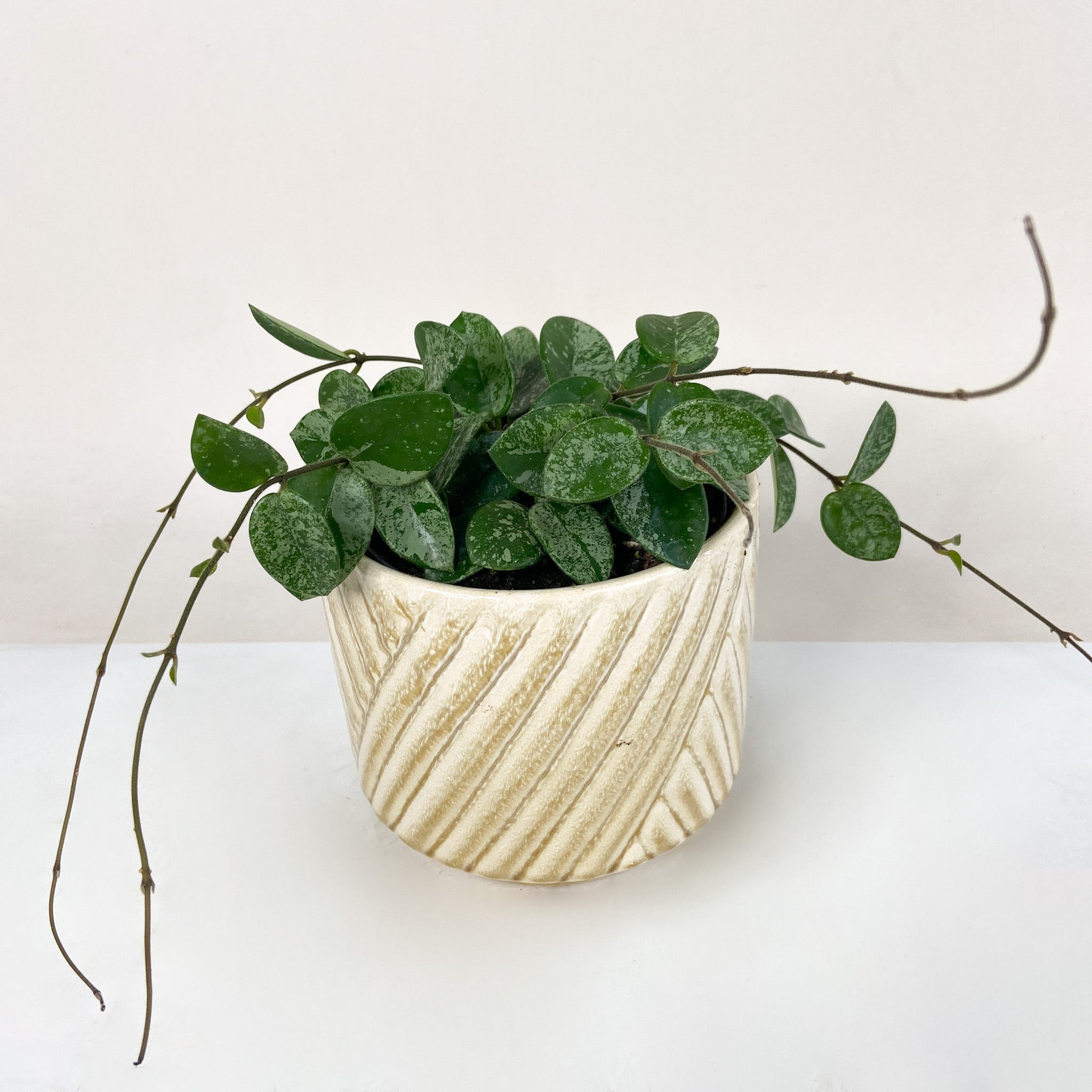 Hoya cv. Mathilde Splash – Foliage Dreams
