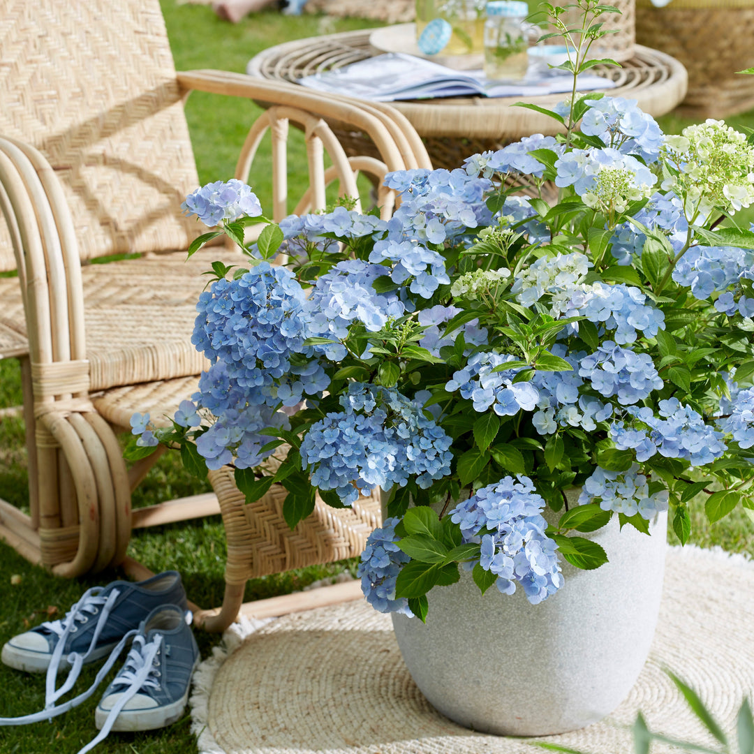 Hydrangea hybrid French Bolero® Blau Foliage Dreams