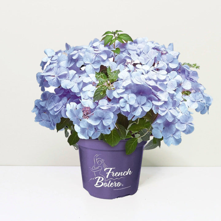 Hydrangea hybrid French Bolero® Blau Foliage Dreams