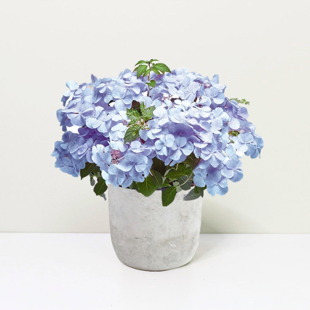 Hydrangea hybrid 'French Bolero'® Blau Foliage Dreams