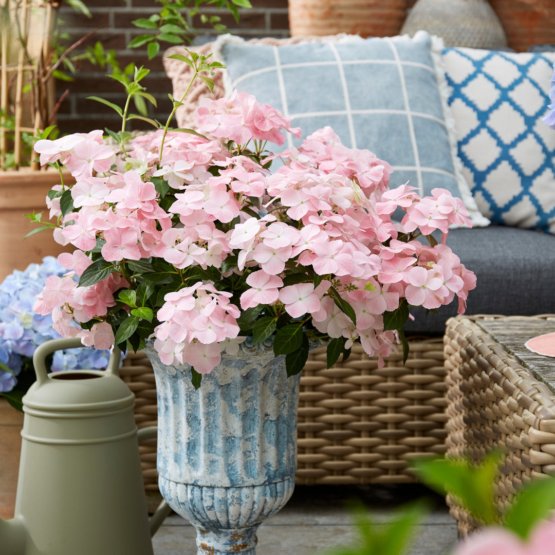 Hydrangea hybrid French Bolero® Pink Foliage Dreams
