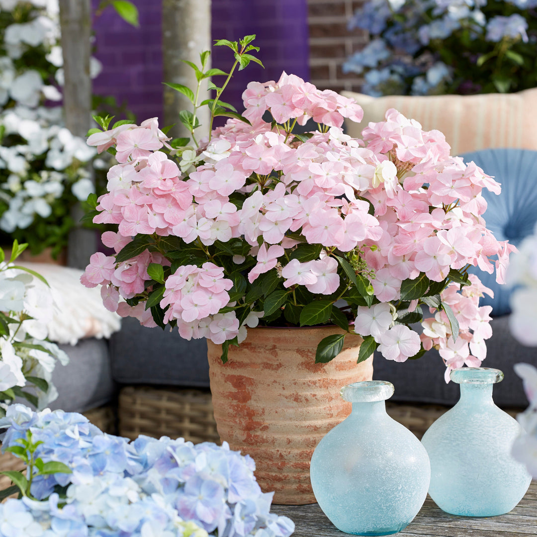 Hydrangea hybrid French Bolero® Pink Foliage Dreams