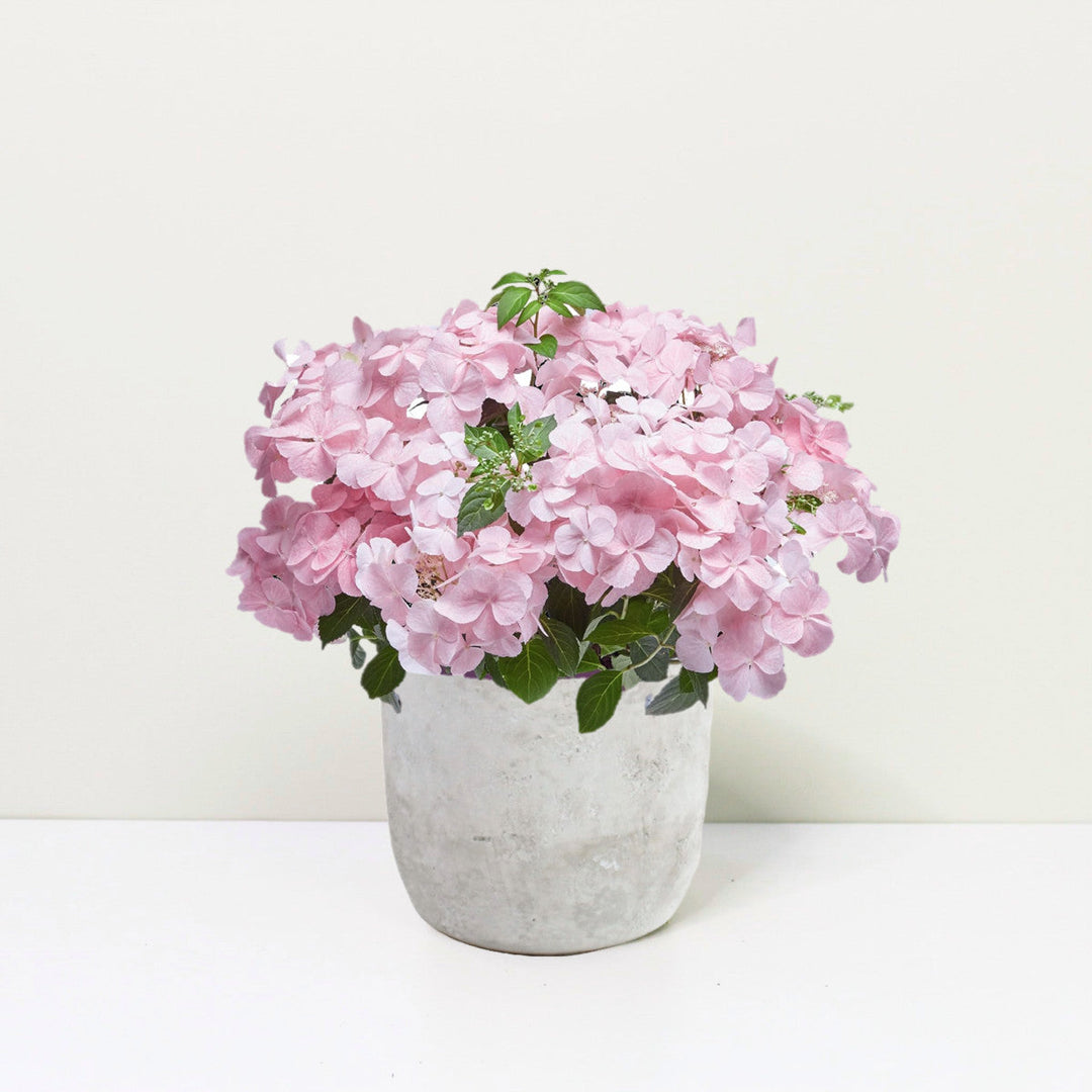 Hydrangea hybrid 'French Bolero'® Pink Foliage Dreams
