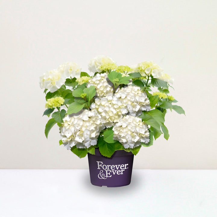 Hydrangea macrophylla Forever&Ever® Weiß Foliage Dreams