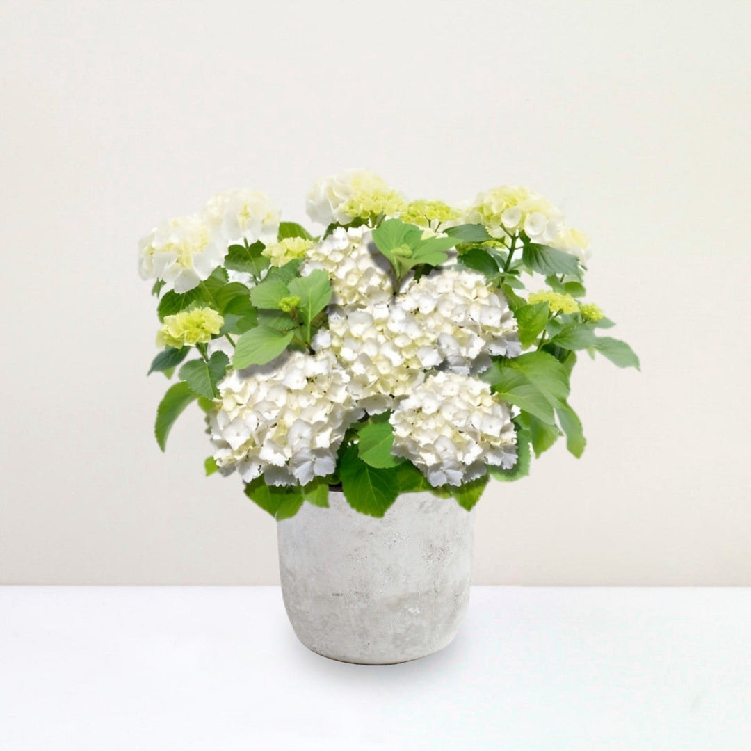 Hydrangea macrophylla 'Forever & Ever'® Weiß Foliage Dreams
