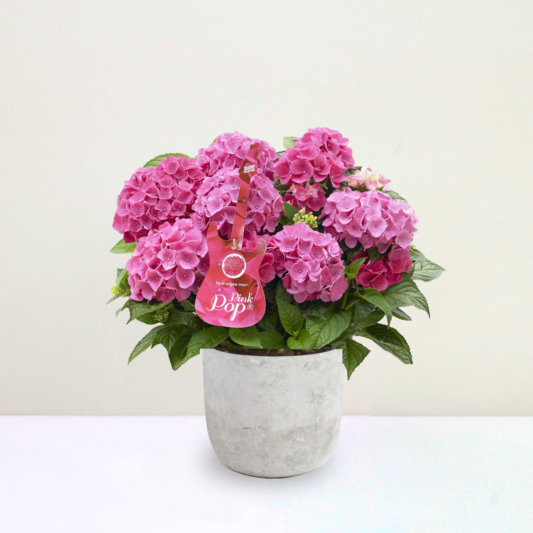 Hydrangea macrophylla 'Pink Punk'® Foliage Dreams