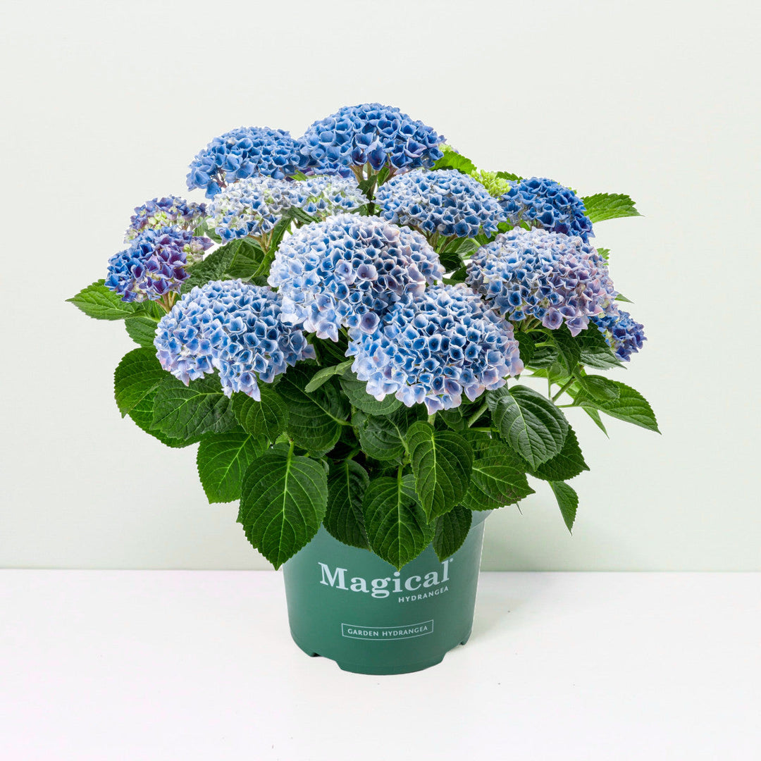 Hydrangea macrophylla Revolution® blau Foliage Dreams