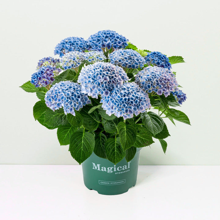 Hydrangea macrophylla Revolution® blau Foliage Dreams