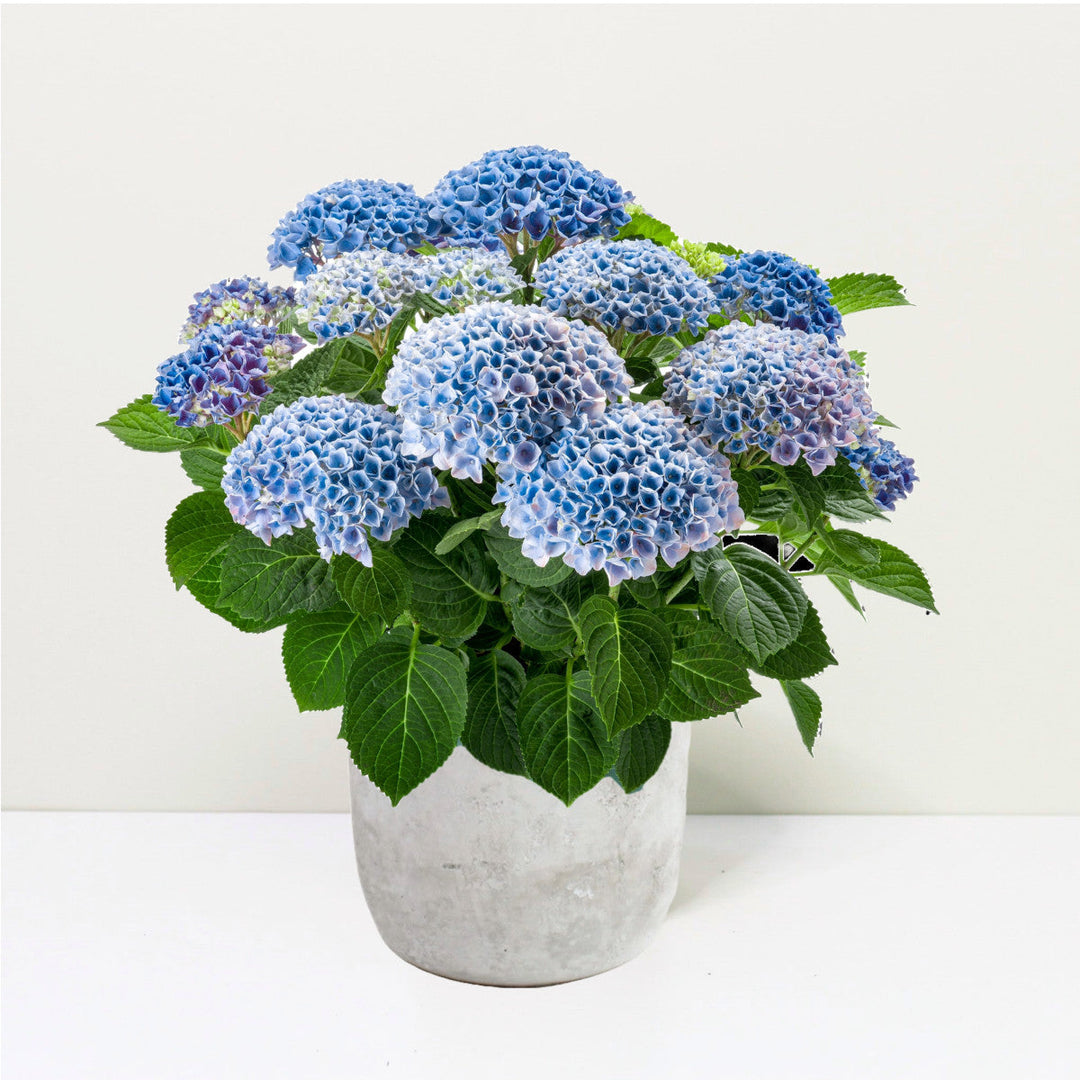 Hydrangea macrophylla Revolution® Blau Foliage Dreams