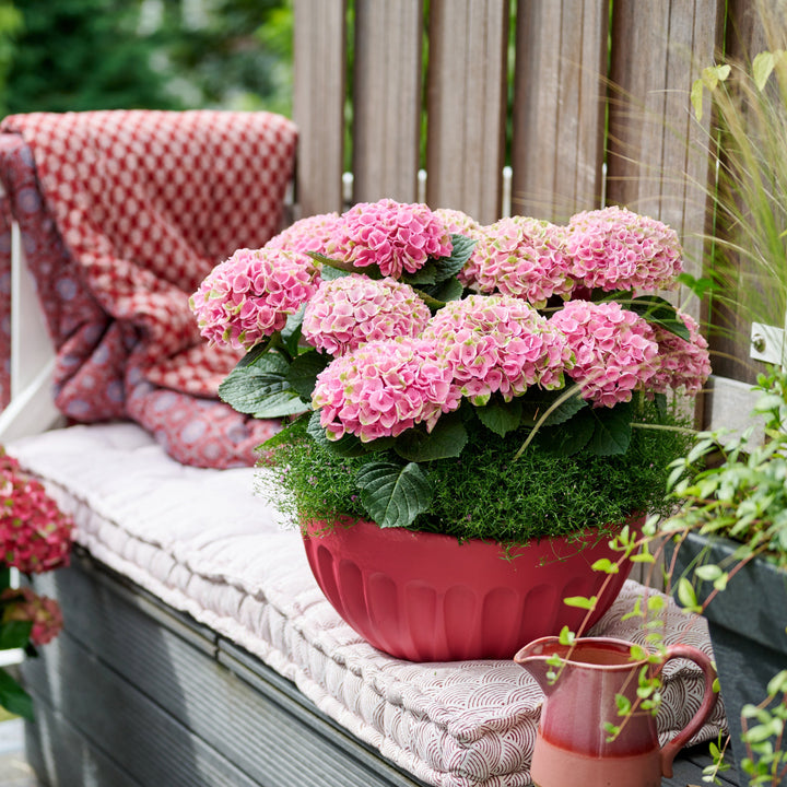 Hydrangea macrophylla Revolution® Pink Foliage Dreams
