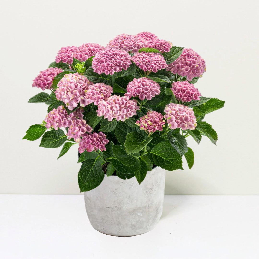 Hydrangea macrophylla Revolution® Pink Foliage Dreams