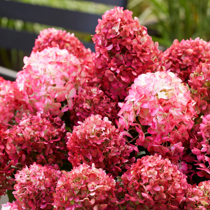 Hydrangea pan. Living Little Rosy® Foliage Dreams