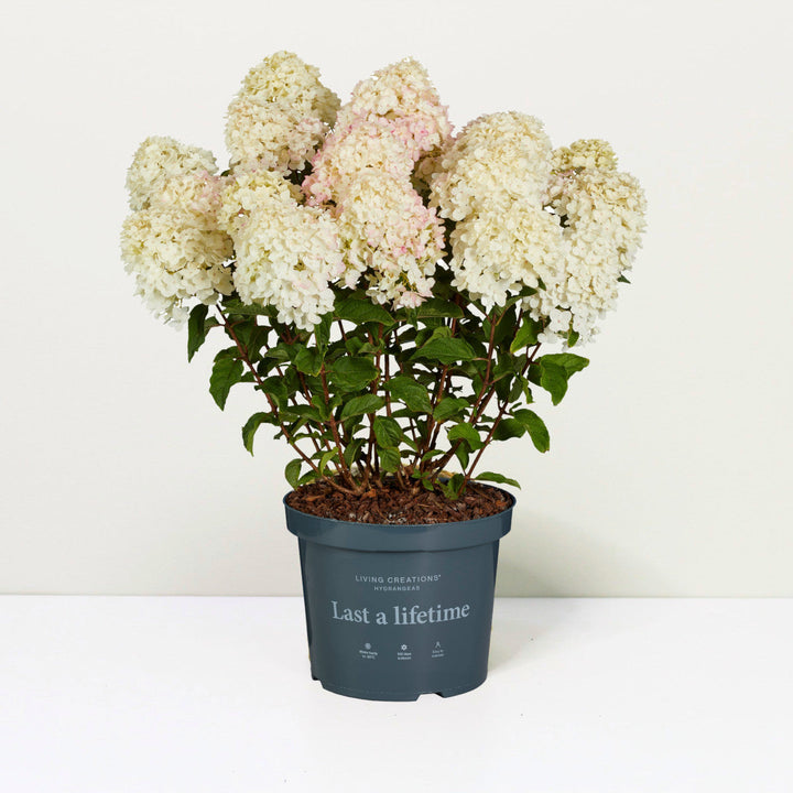 Hydrangea pan. Living Little Rosy® Foliage Dreams