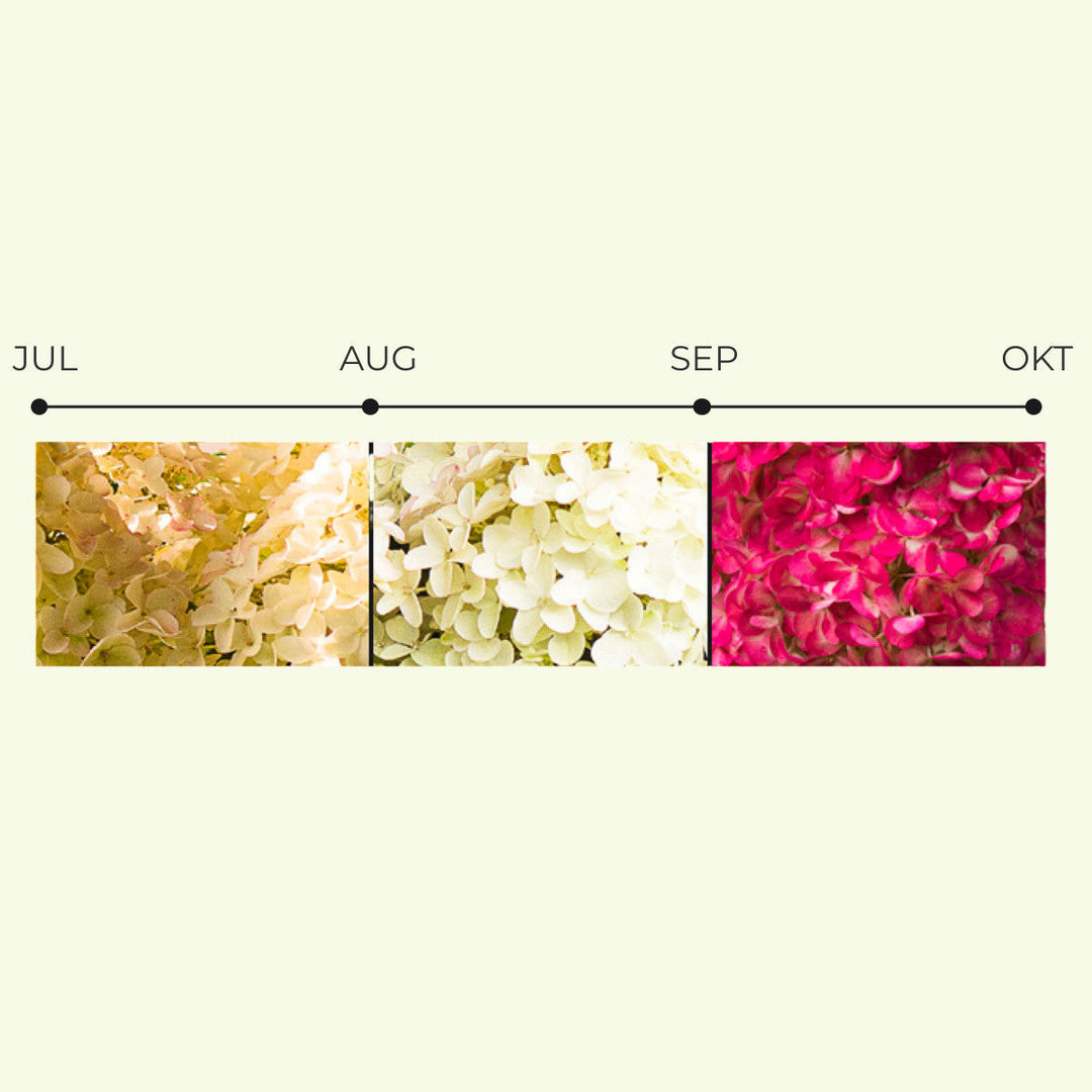 Hydrangea pan. 'Living Little Rosy'® Foliage Dreams