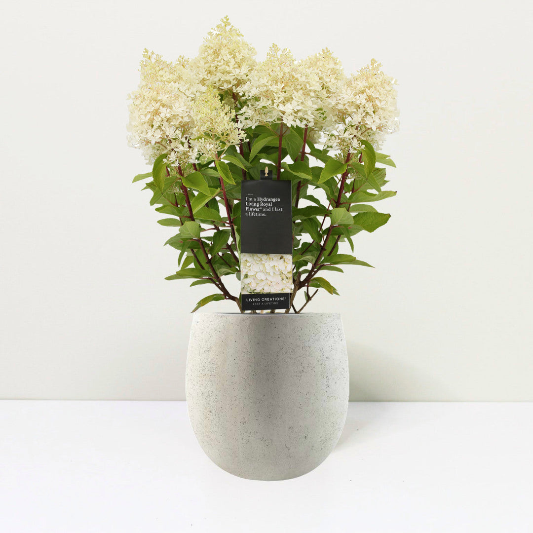 Hydrangea pan. Living Royal Flower Foliage Dreams