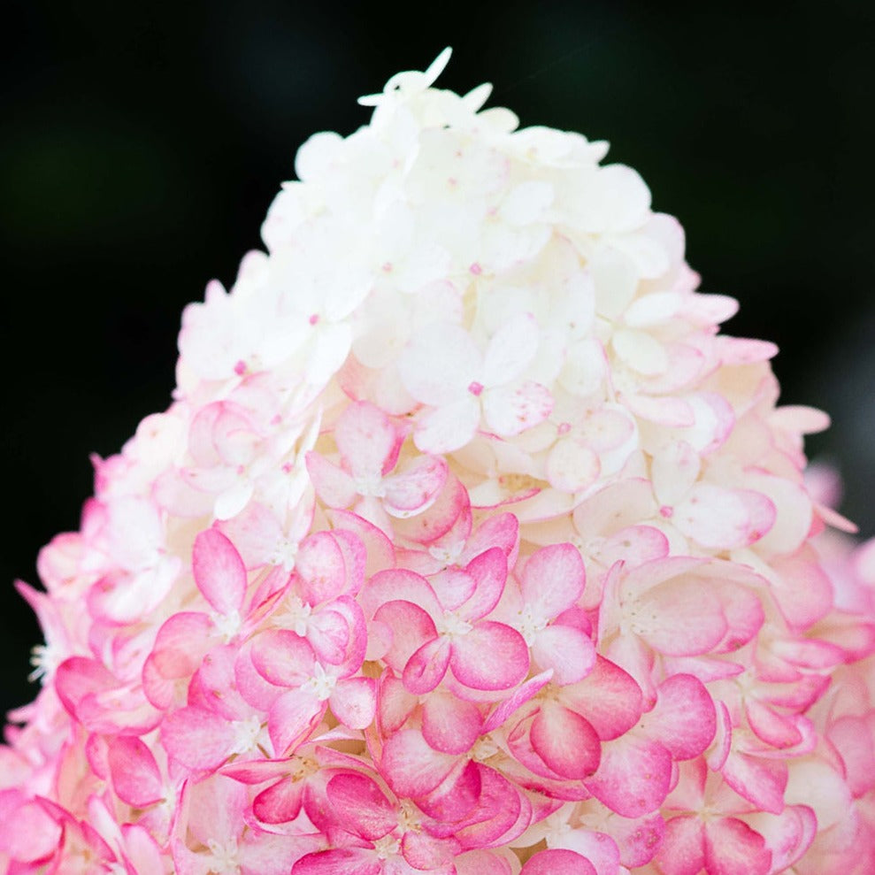 Hydrangea panic. 'Living Pink & Rose'® Foliage Dreams