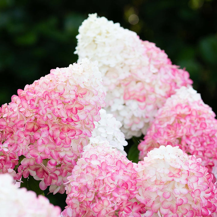 Hydrangea panic. 'Living Pink & Rose'® Foliage Dreams