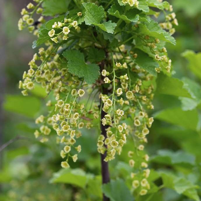 Johanisbeere - Ribes rubrum 'Jonkheer van Tets' Bio Foliage Dreams