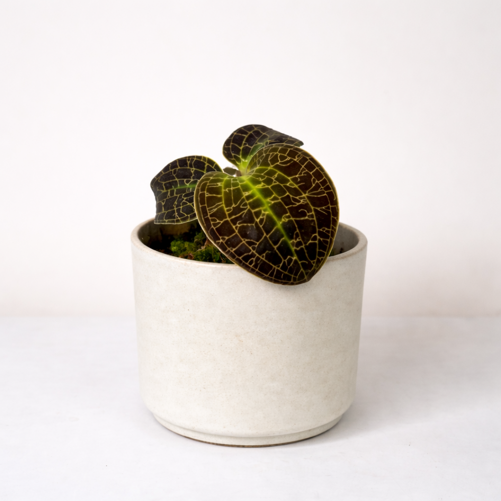 Juwel Orchidee sp. Foliage Dreams