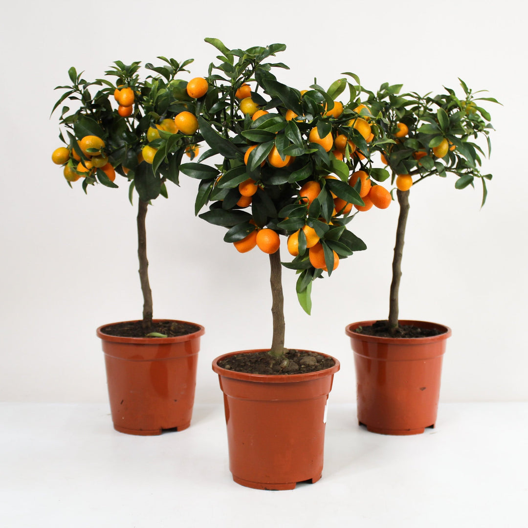 Kumquat Bäumchen Foliage Dreams