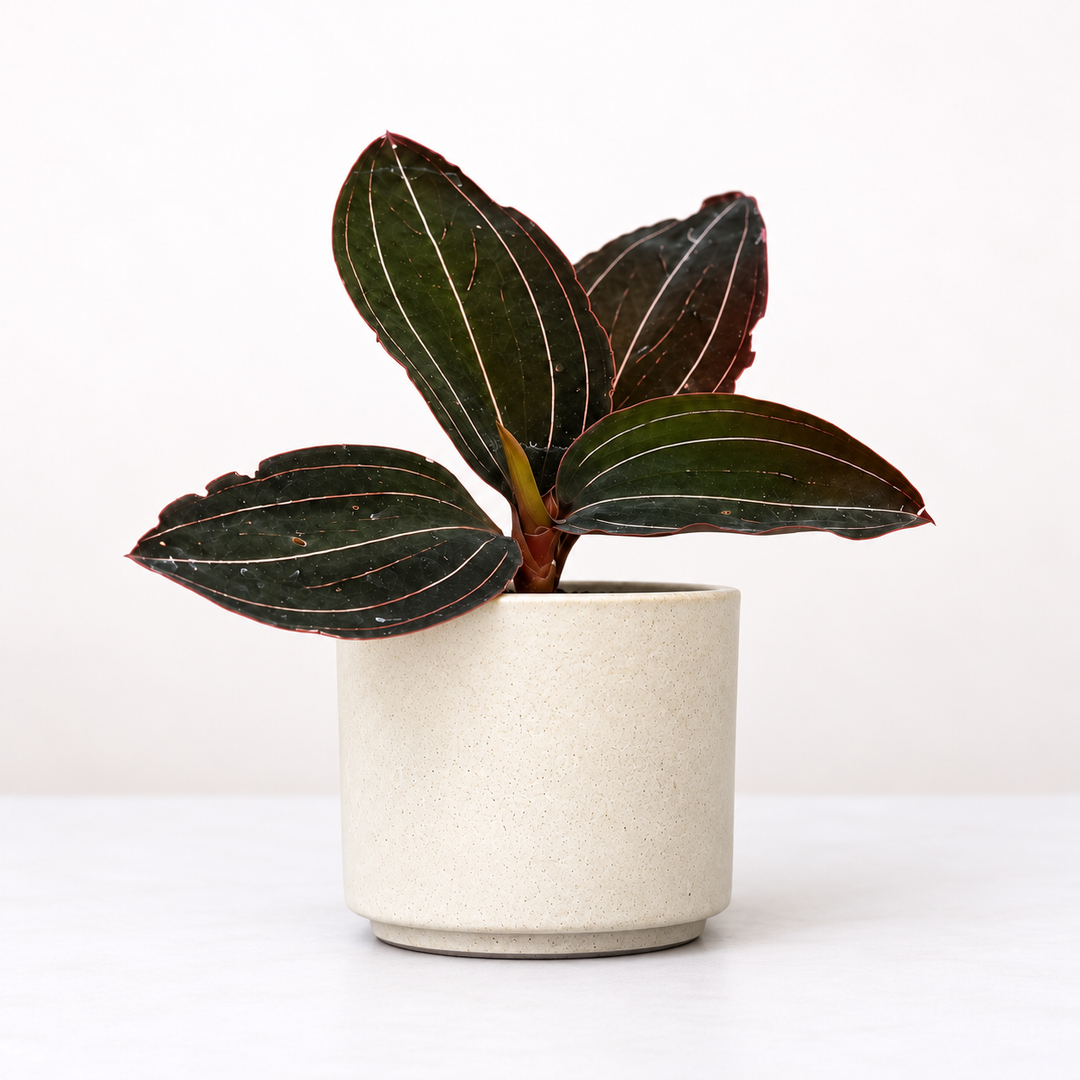 Ludisia Discolor Foliage Dreams