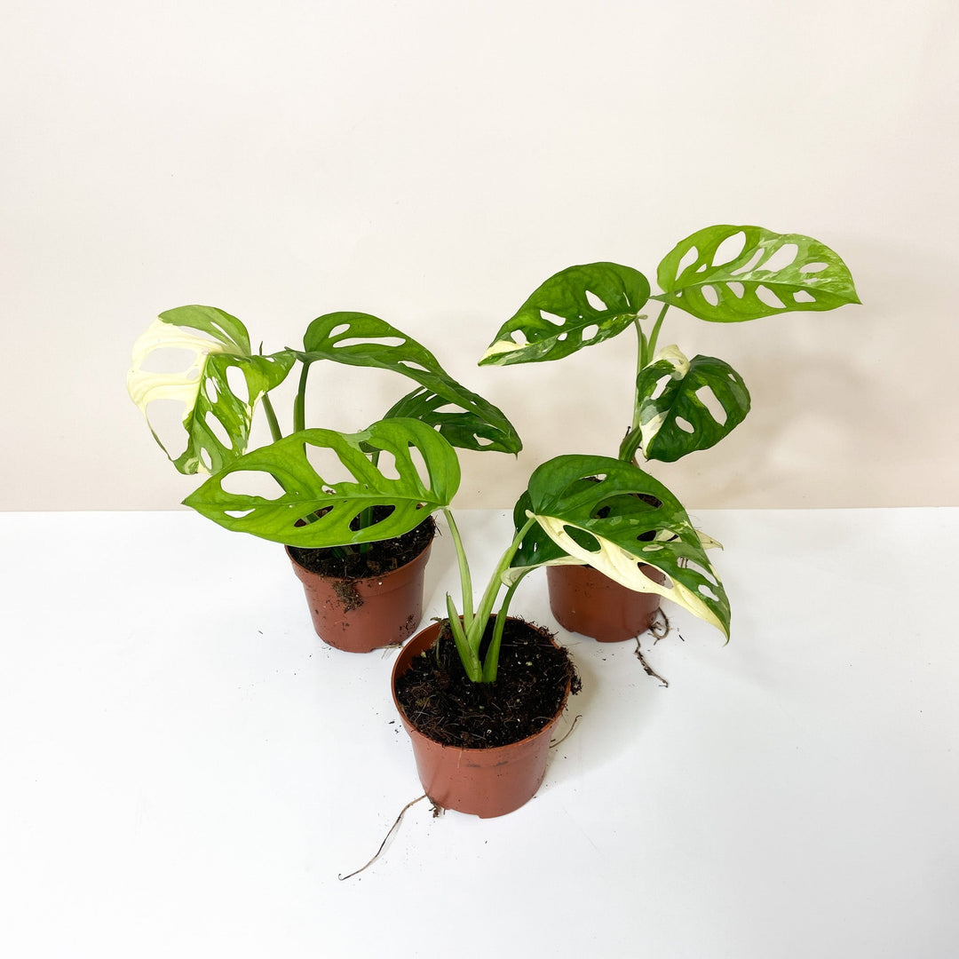 Monstera Adansonii Variegata Albo Foliage Dreams