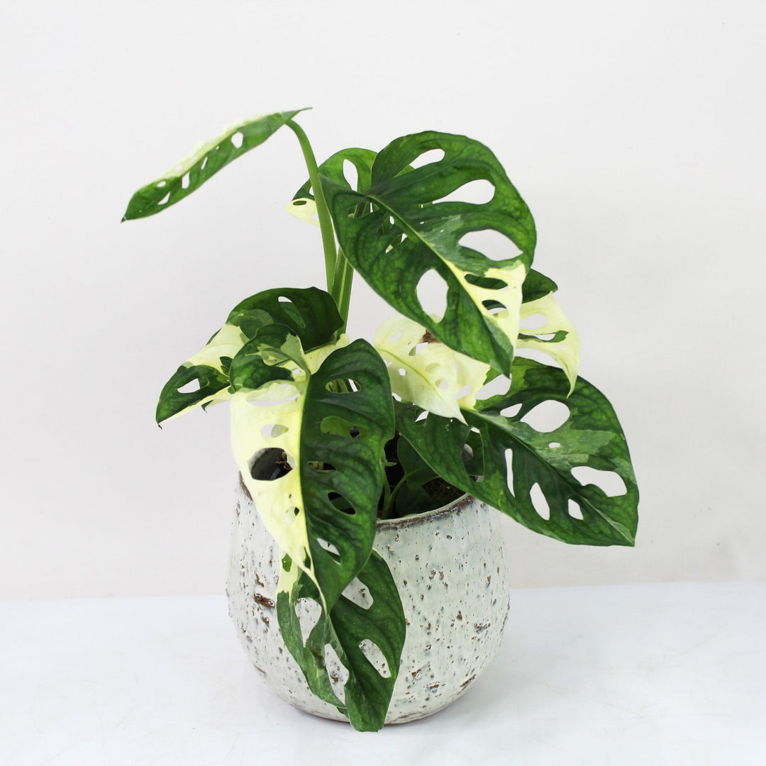 Monstera Adansonii Variegata Albo M Foliage Dreams