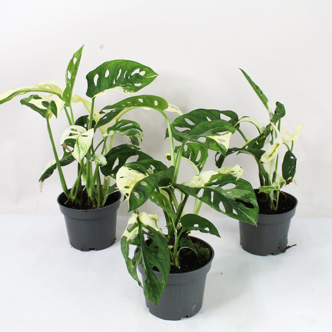 Monstera Adansonii Variegata Albo M Foliage Dreams