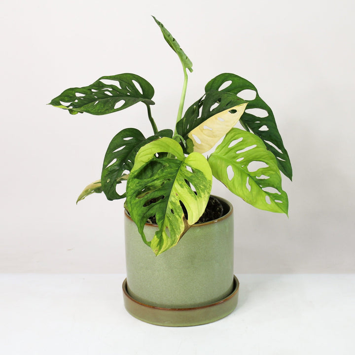 Monstera Adansonii Variegata Aurea L Foliage Dreams