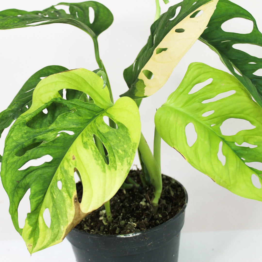 monstera adansonii variegated aurea Monstera Adansonii Variegata Aurea – Foliage Dreams