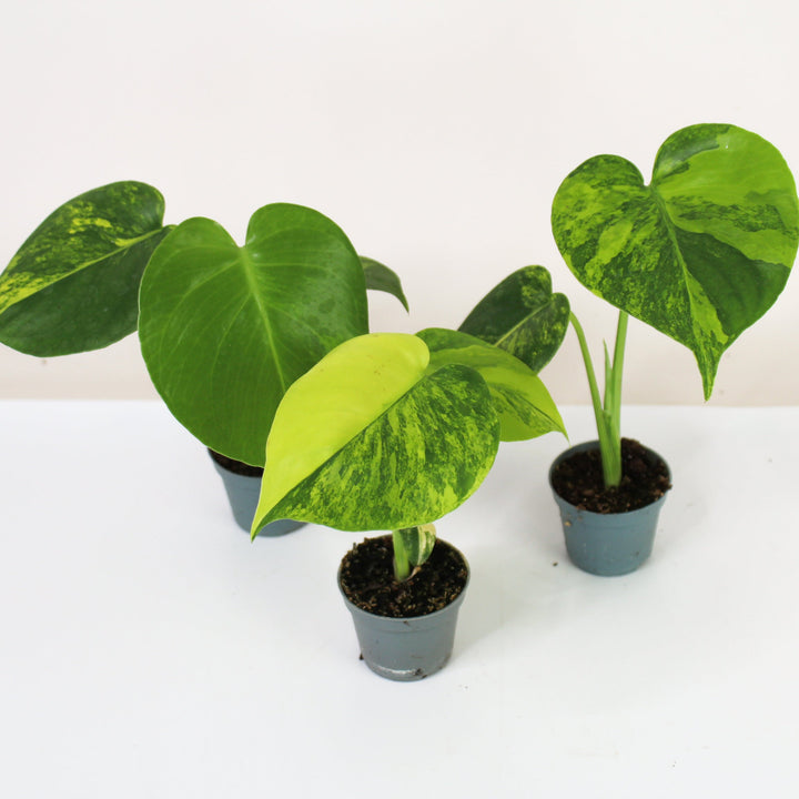 Monstera Aurea Variegata - Babypflanze Foliage Dreams
