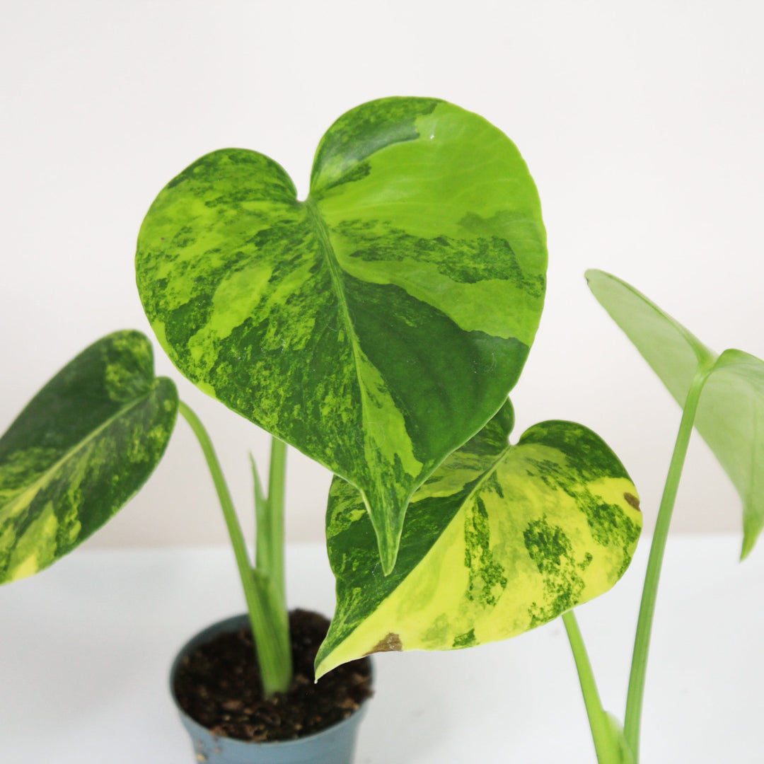 Monstera Aurea Variegata - Babypflanze Foliage Dreams