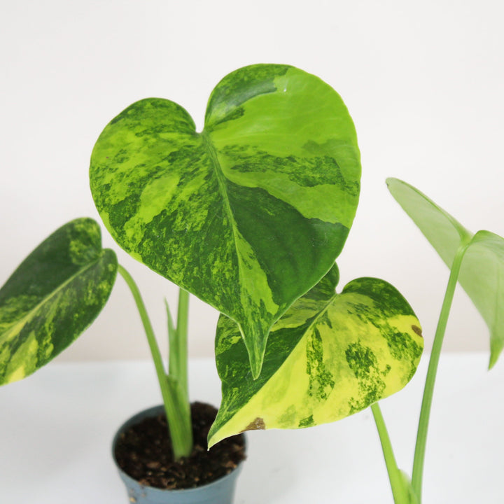 Monstera Aurea Variegata - Babypflanze Foliage Dreams