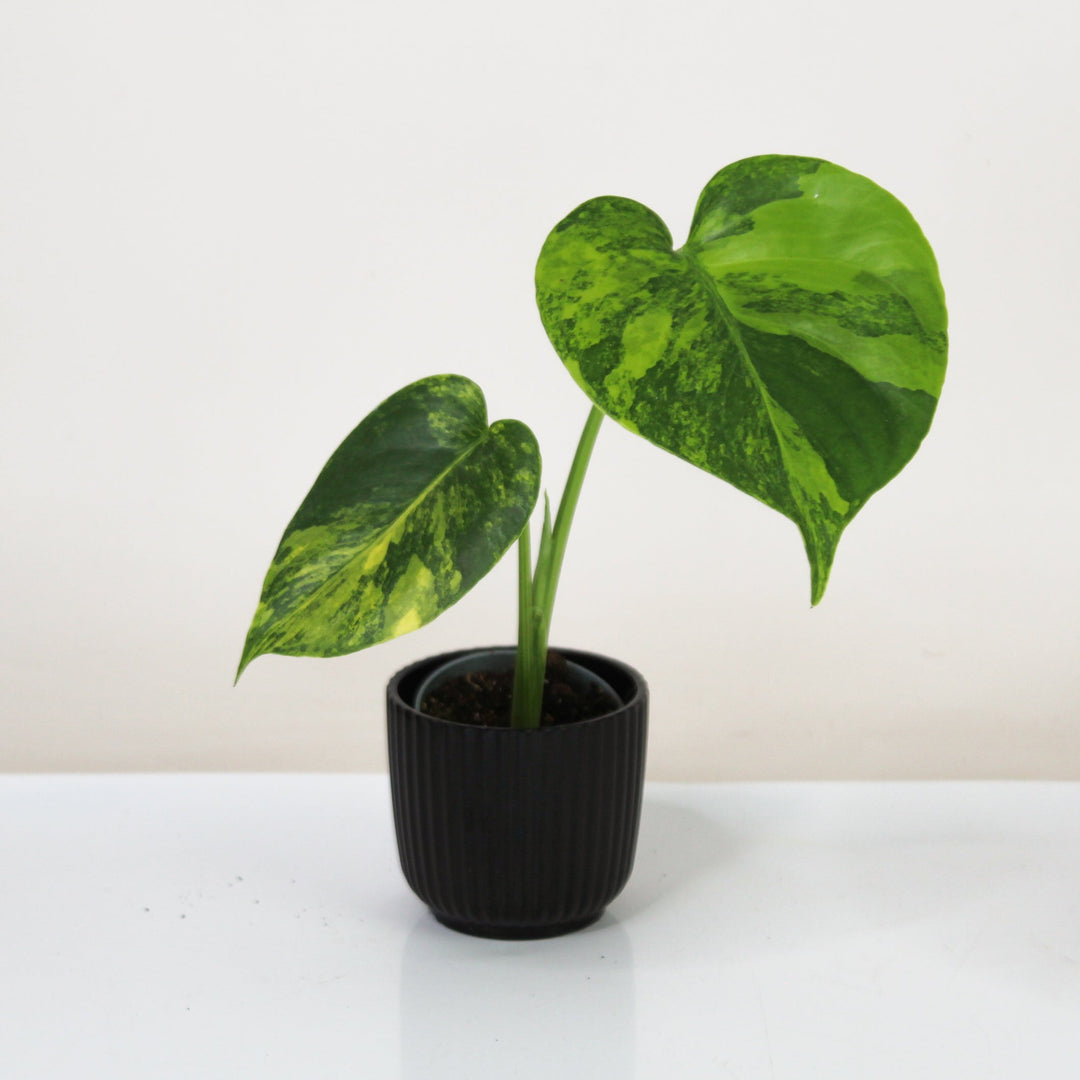 Monstera Aurea Variegata - Babypflanze Foliage Dreams