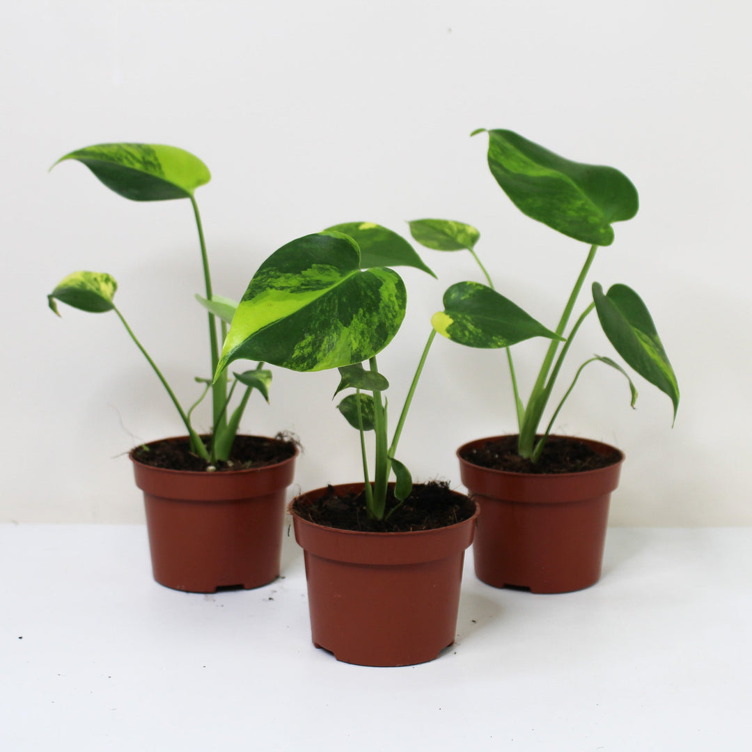 Monstera Aurea Variegata Foliage Dreams