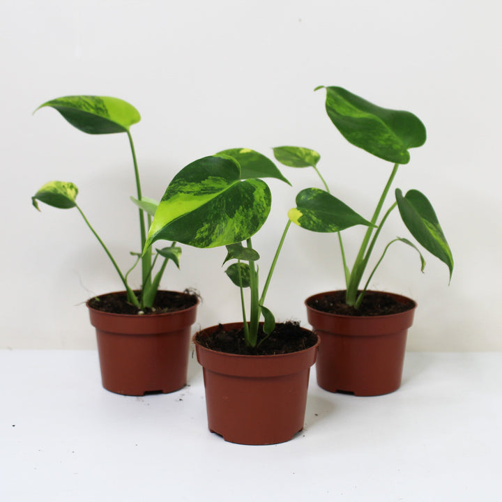 Monstera Aurea Variegata Foliage Dreams