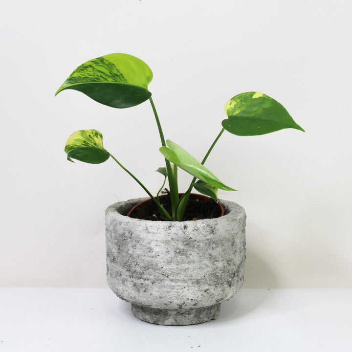 Monstera Aurea Variegata Foliage Dreams