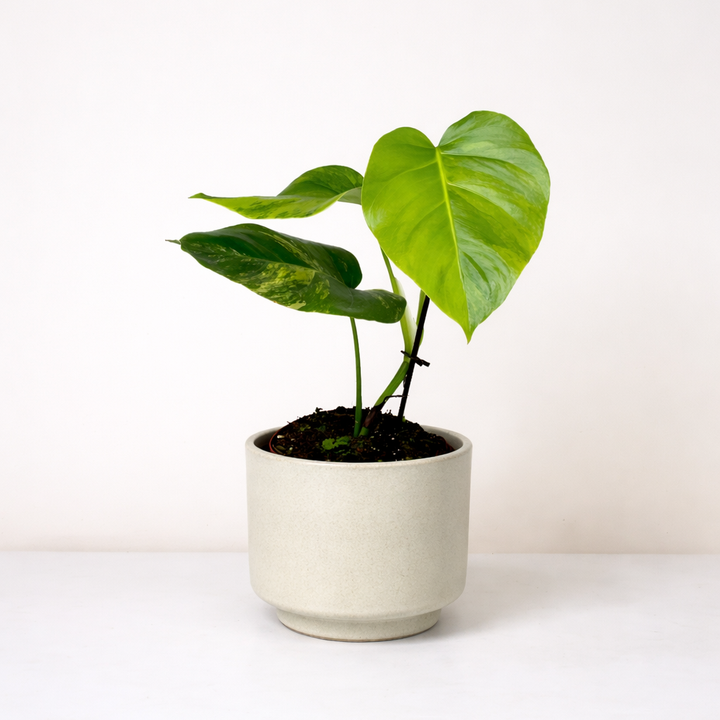 Monstera Aurea Variegata M Foliage Dreams